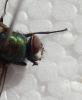 Lucilia sp.